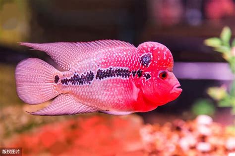 花羅漢飼養|想要和你養的魚互動？你就養羅漢魚，簡單五點就養好。